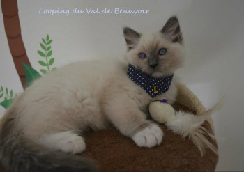 mâle blue point-mitted - Chatterie Ragdolls du Val de Beauvoir